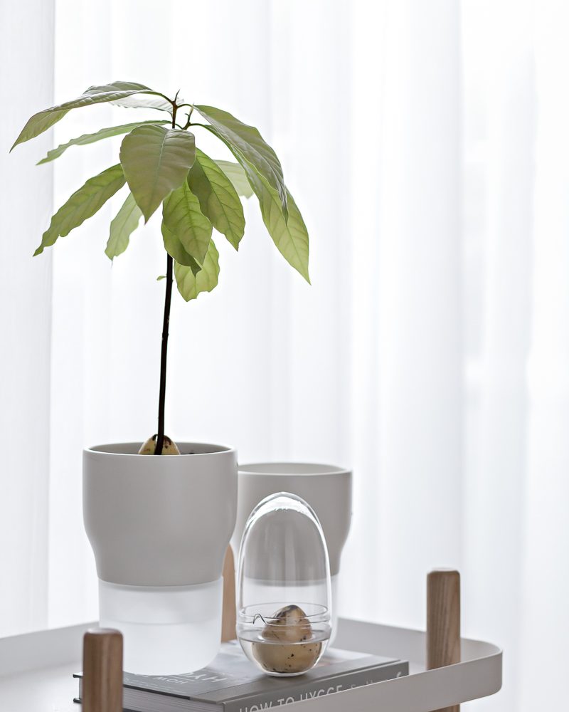 Growing (and repotting) avocado plant | www.my-full-house.com | Top Scandinavian Interior and Lifestyle Blog