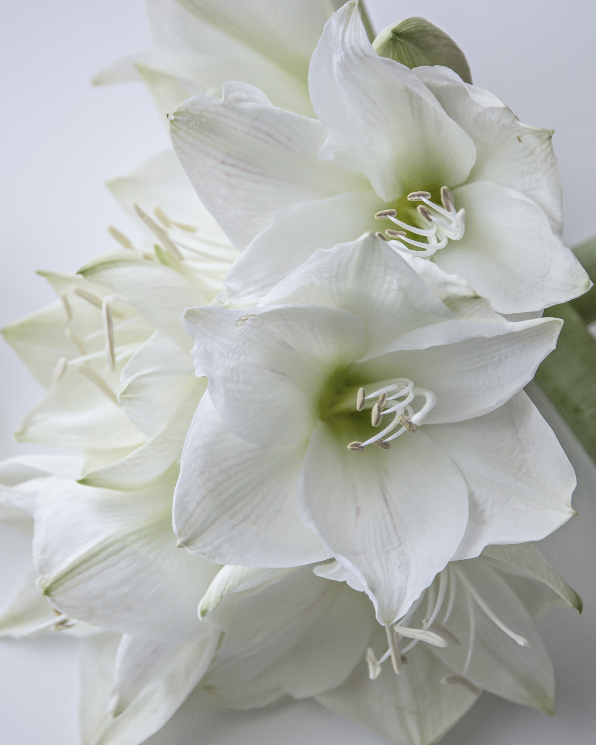 White Amaryllis