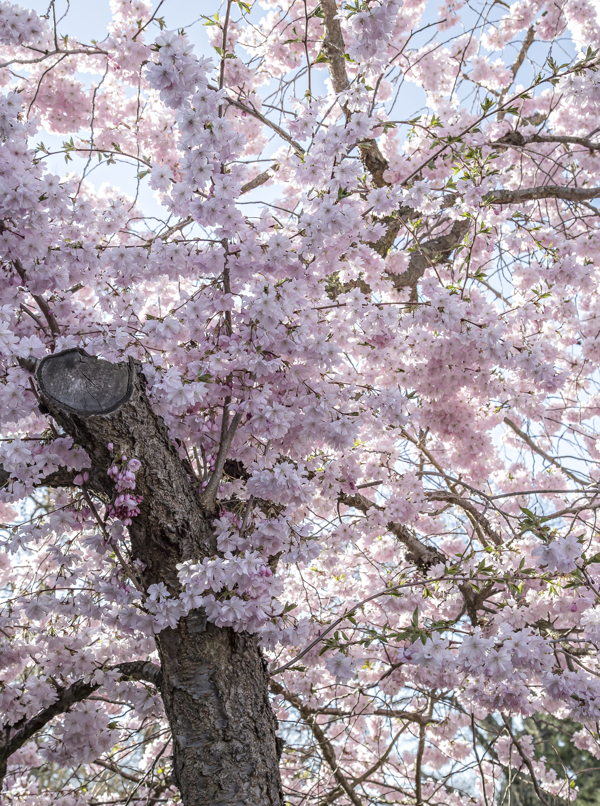 Sakura time – visiting Bispebjerg Cemetery